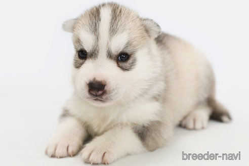 成約済の神奈川県のシベリアンハスキー-336744の4枚目